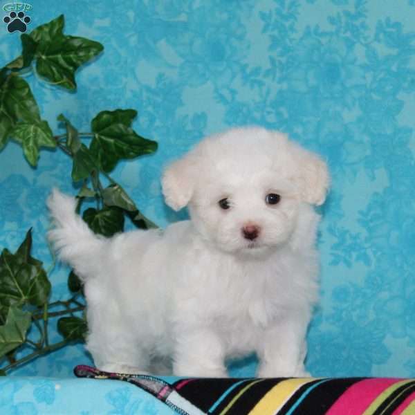 Joseph, Maltipoo Puppy